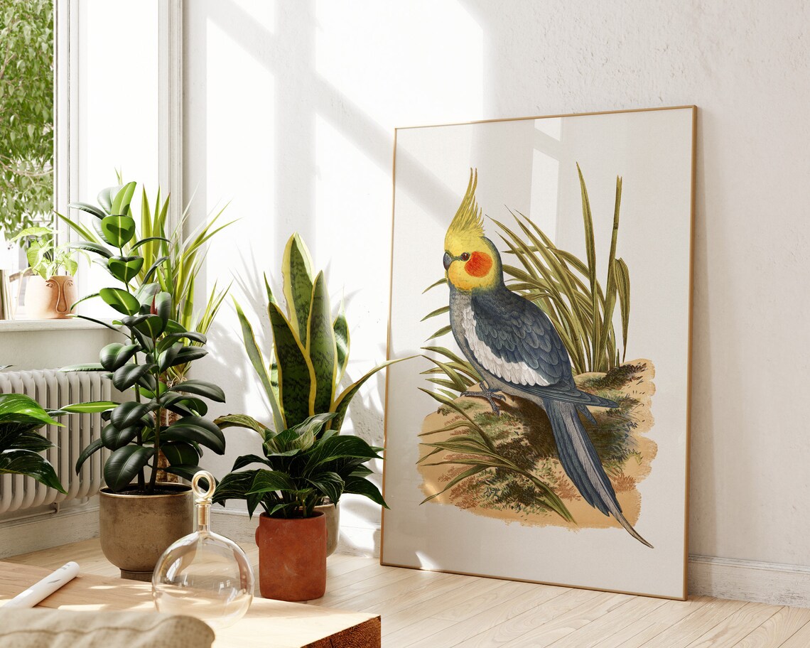 Cockatiel Vintage Bird Illustration Antique Naturalist Tropical Poster - Image 3