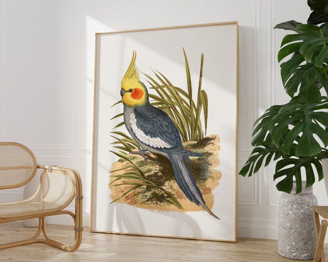 Cockatiel Vintage Bird Illustration Antique Naturalist Tropical Poster - Image 2