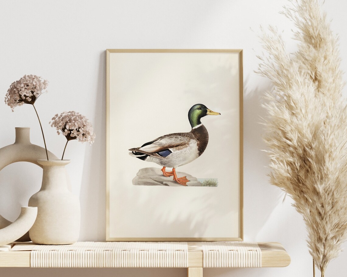 Mallard Drake Duck Vintage Naturalist Bird Illustration Poster - Image 3