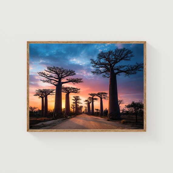 Baobab Trees Sunset Madagascar Avenue African Landscape Photography Print
