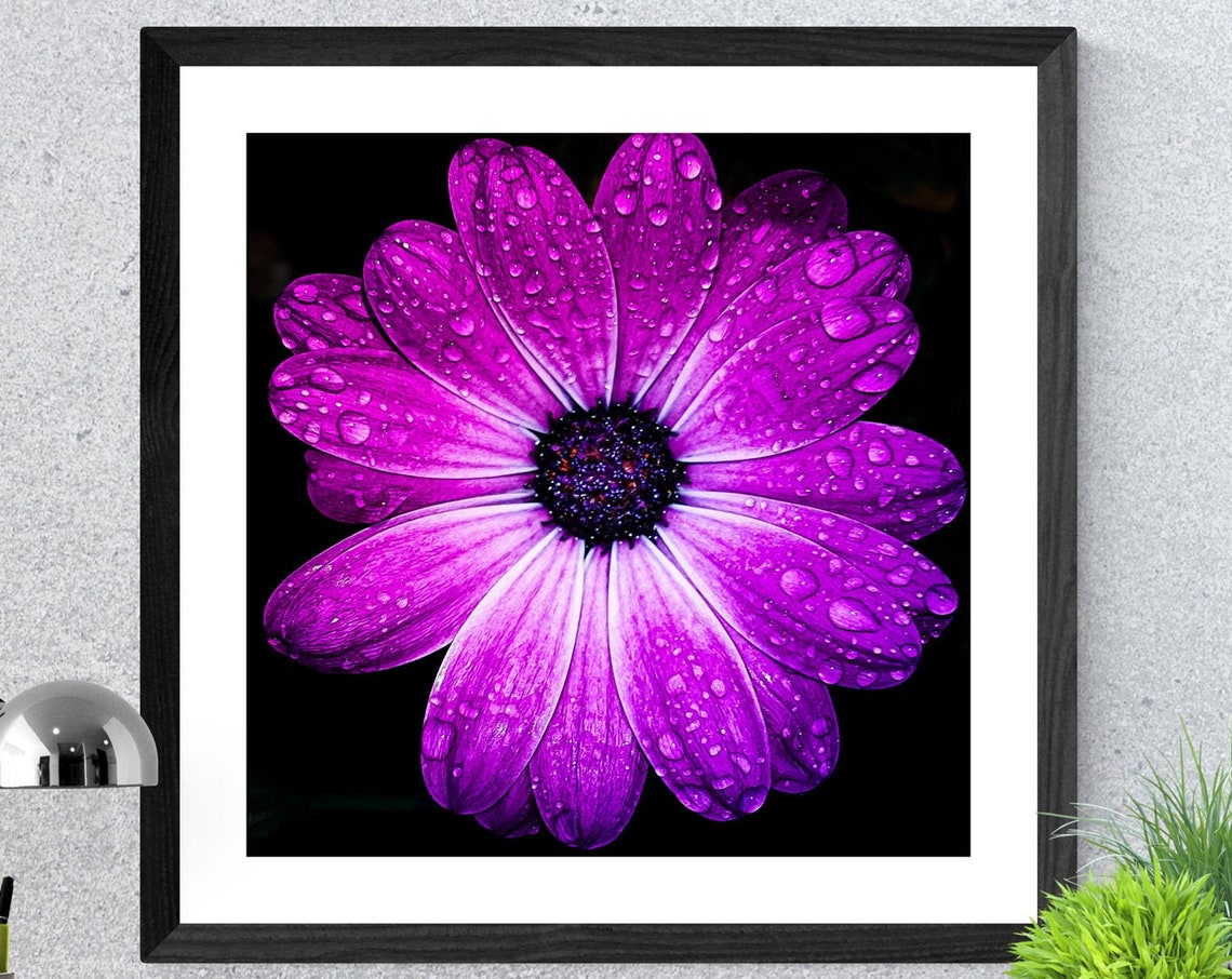 Vibrant Purple Daisy With Water Drops Macro Photography Poster