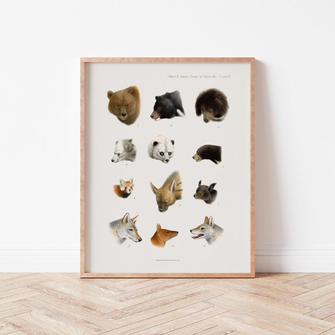 Vintage Wildlife Collage Animals of India Natural History Print