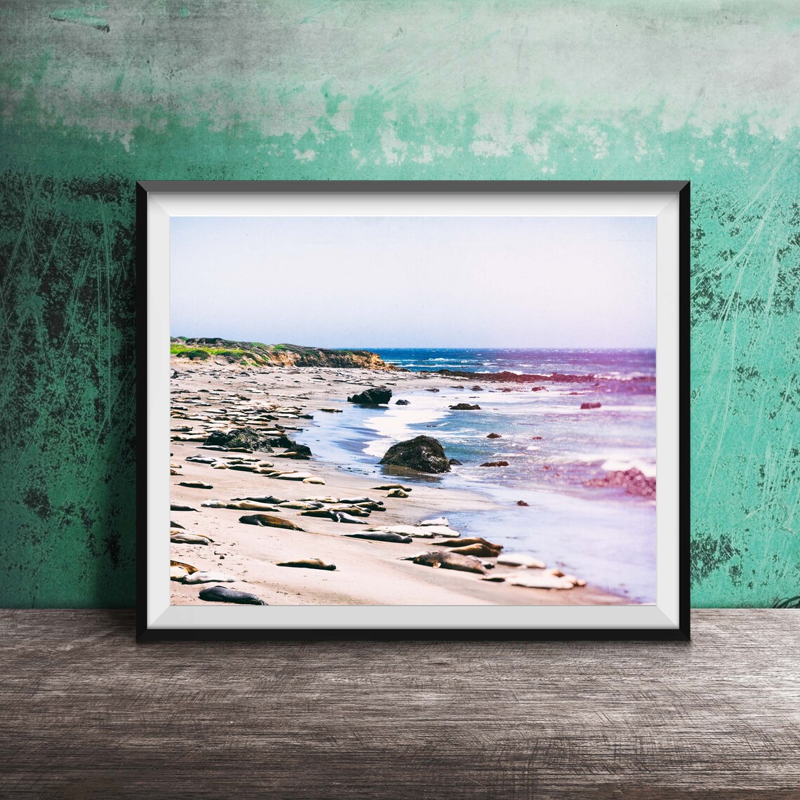 California Sea Lion Beach San Simeon Pacific Coast Photo Poster