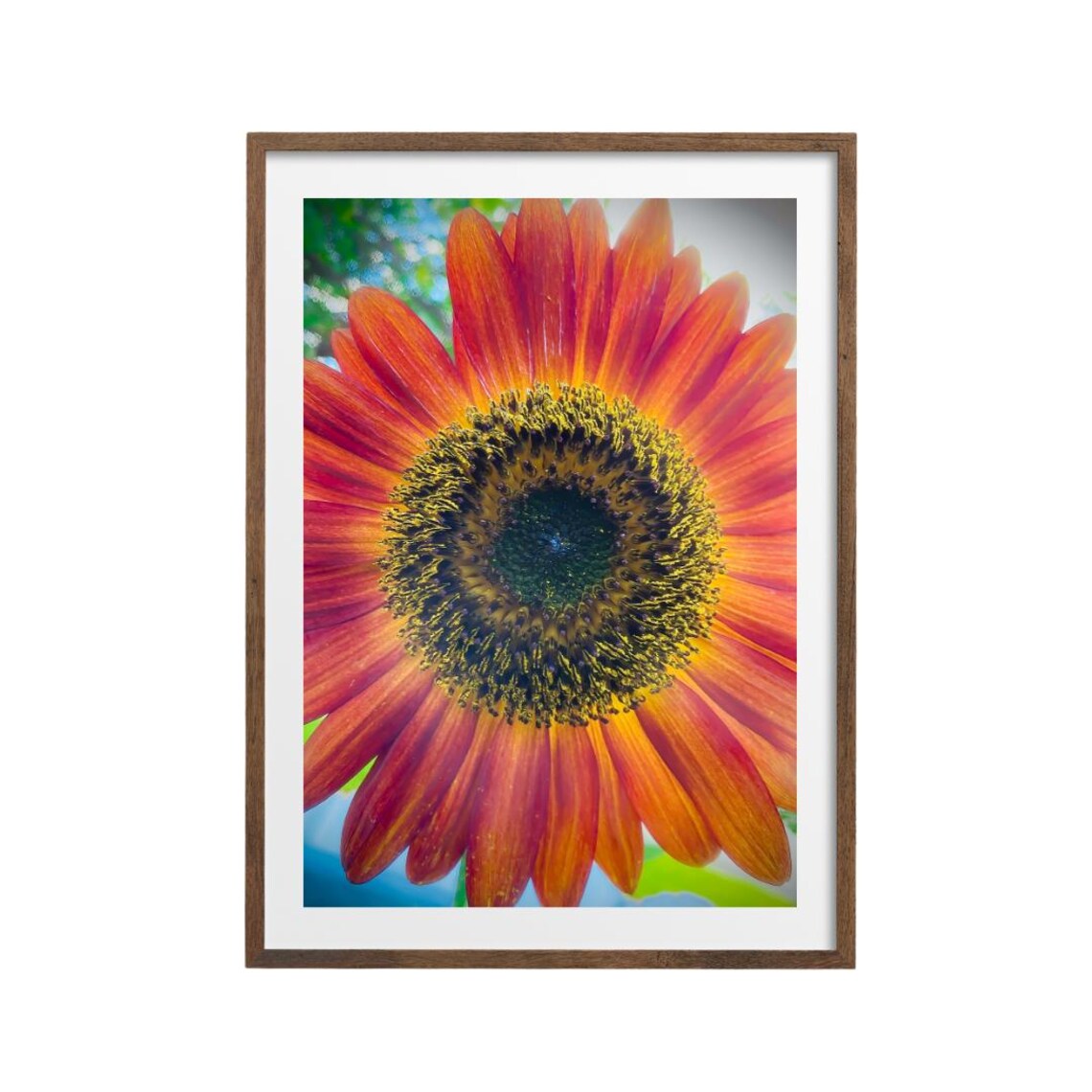 Sunflower Photography, Floral Botanical Art Print
