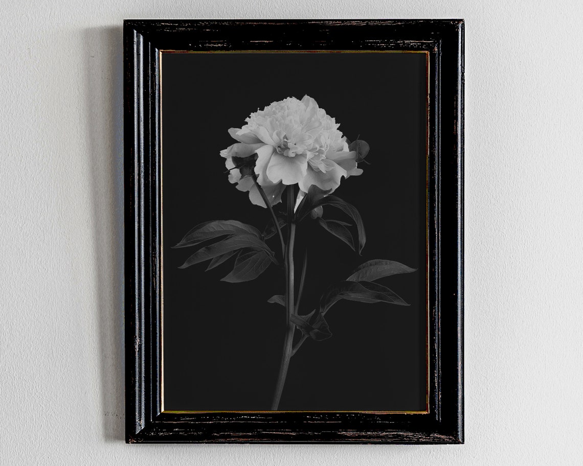 Black and White Peony Blossom Photograph Minimal Floral Poster