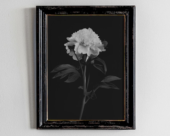 Dark Academia Decor Moody Floral Wall Art Vintage Oil Painting Light Black And White Peony Print