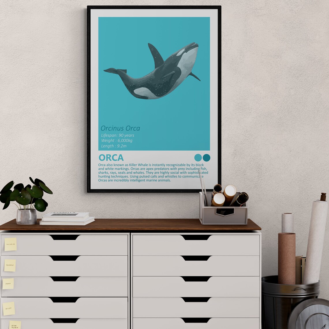 Orca Killer Whale Orcinus Orca Facts Educational Ocean Wall Art - Image 2