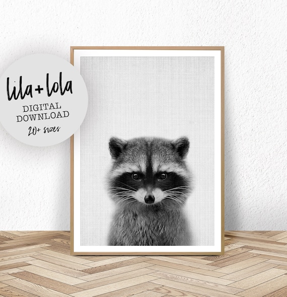 Raccoon Nursery Print, Baby Animal Art Print
