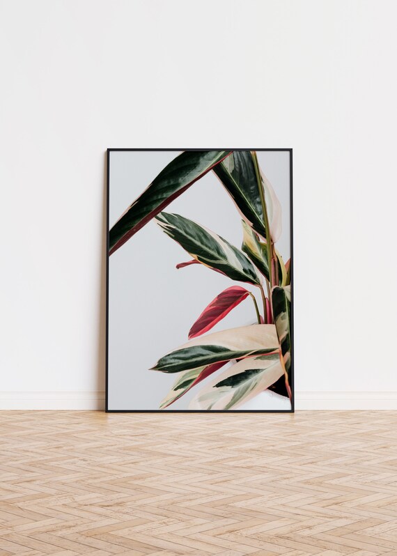 Calathea Leaves Botanical Photography Green Pink Plant Poster