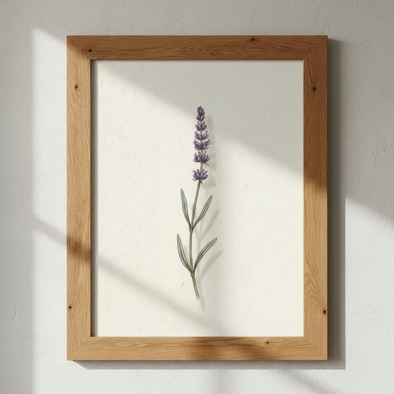 Lavender Botanical Print English Flower Illustration