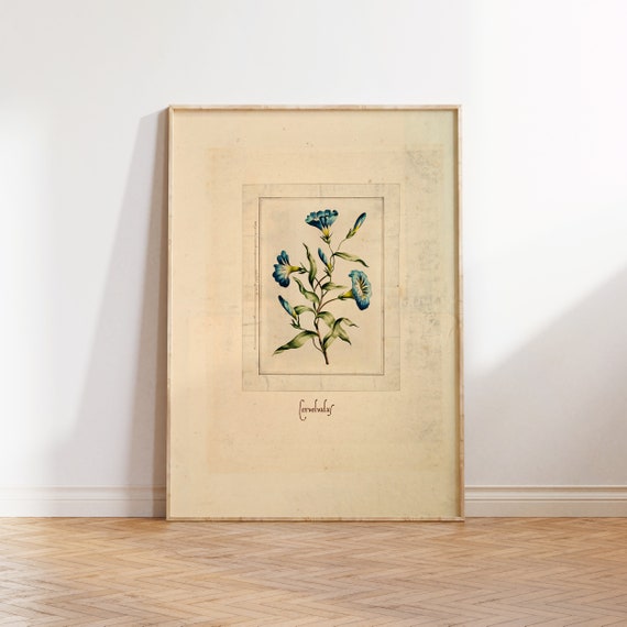 Vintage Convolvulus Illustration Art Print