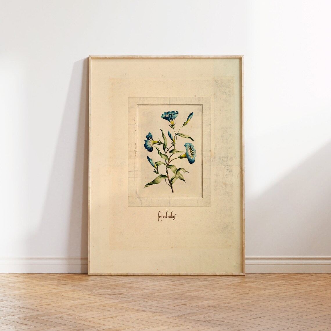 Vintage Convolvulus Illustration Art Print