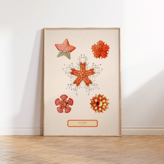 Sea Anemone Illustration, Antique Ocean Art Print
