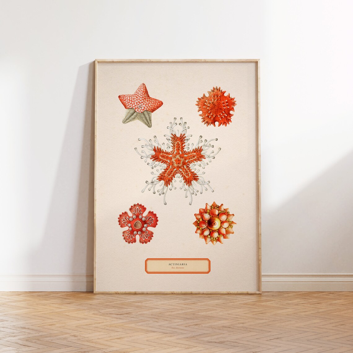 Sea Anemone Illustration, Antique Ocean Art Print