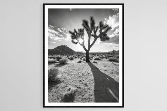 Joshua Tree Golden Hour Warm Sunlight Tranquil Desert Landscape