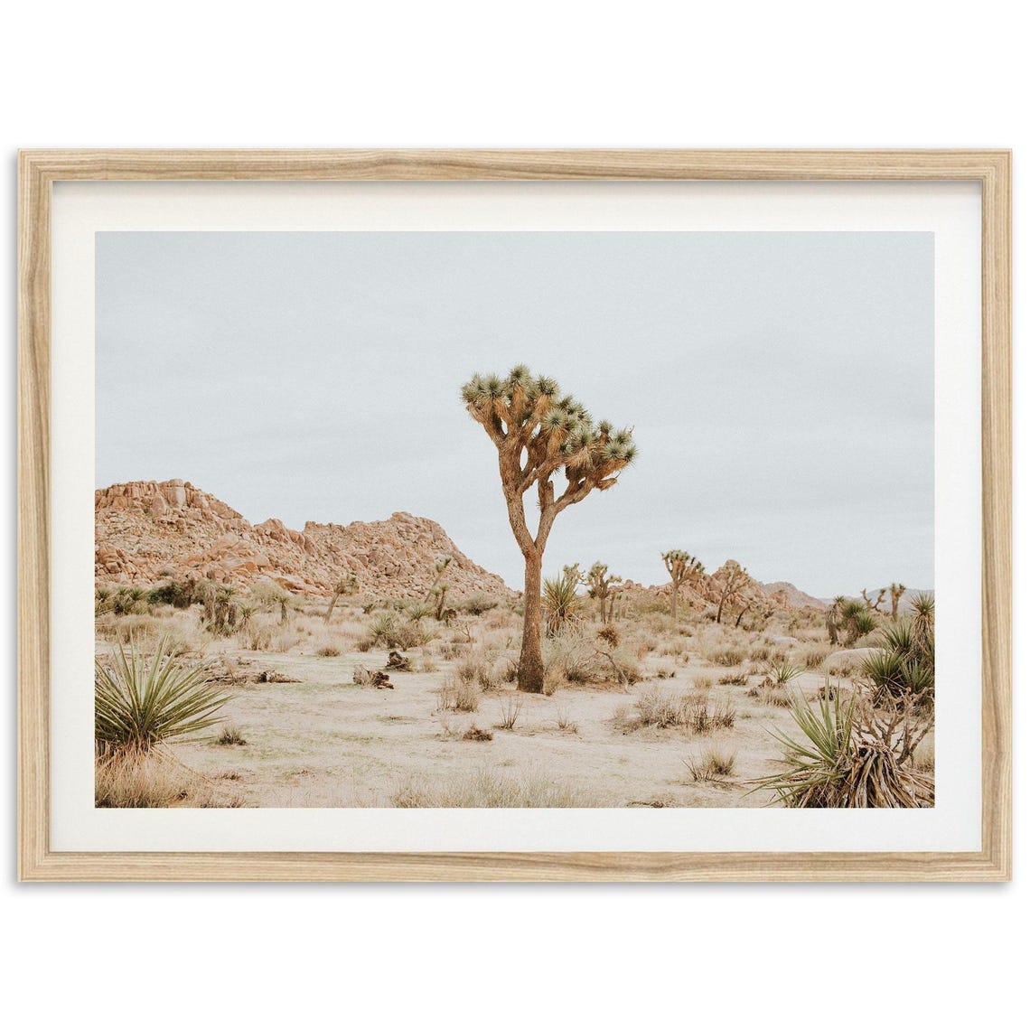 Joshua Tree Desert Southwest Art Print