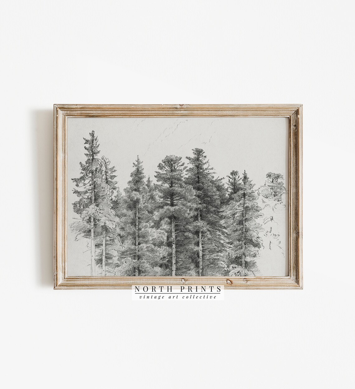 Antique Pine Tree Forest Sketch, Neutral Winter Sketch - Image 2