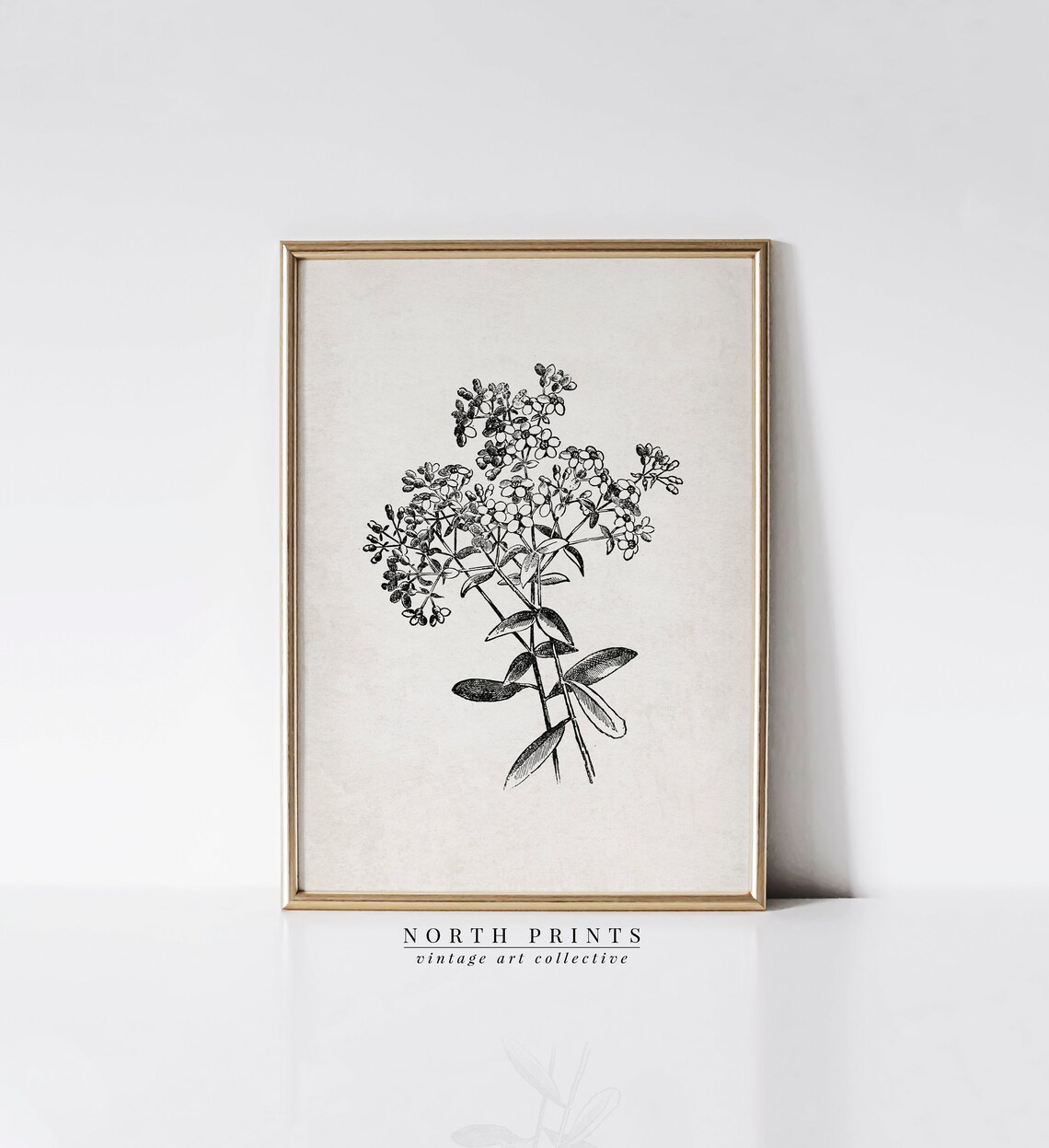 Antique Botanical Ink Drawing Flowering Branch Vintage Sketch Print