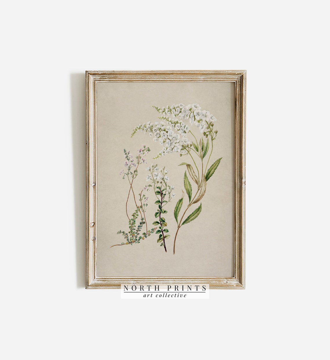Antique White Wildflower Botanical Illustration Vintage Wall Art - Image 3
