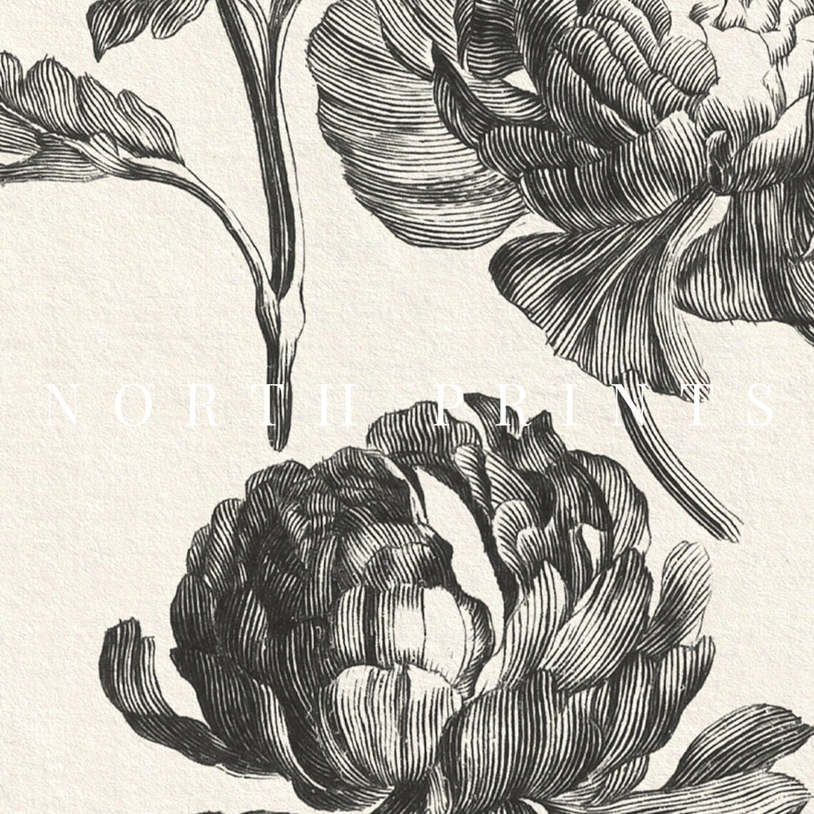 Vintage Peony Botanical Sketch, Farmhouse Kitchen Decor - Image 2