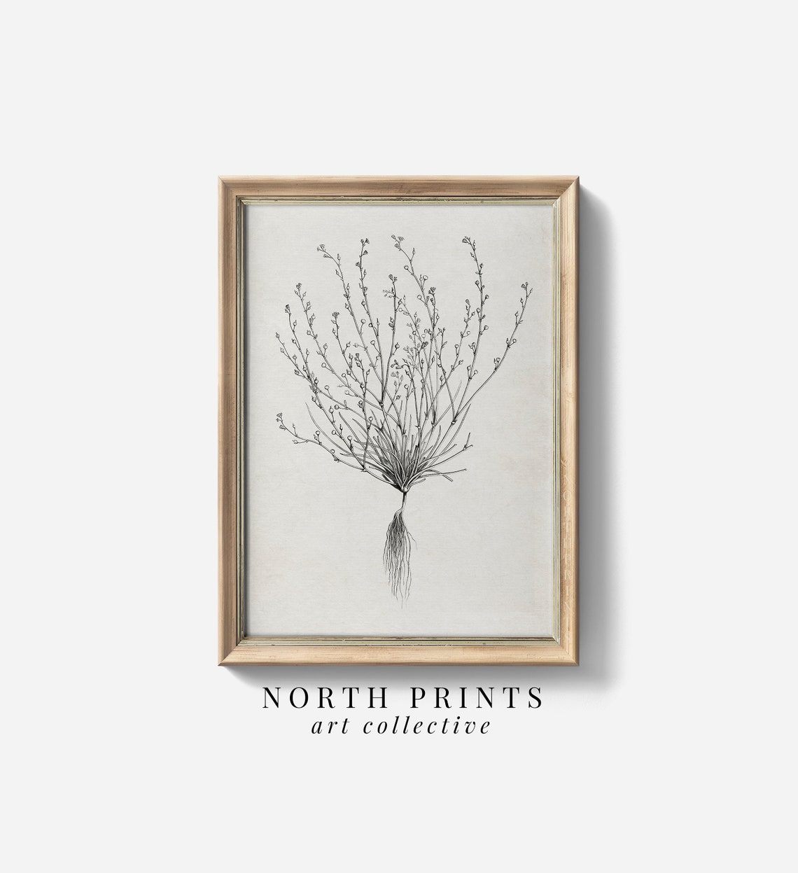 Minimalist Antique Botanical Ink Sketch Wispy Plant Roots Poster