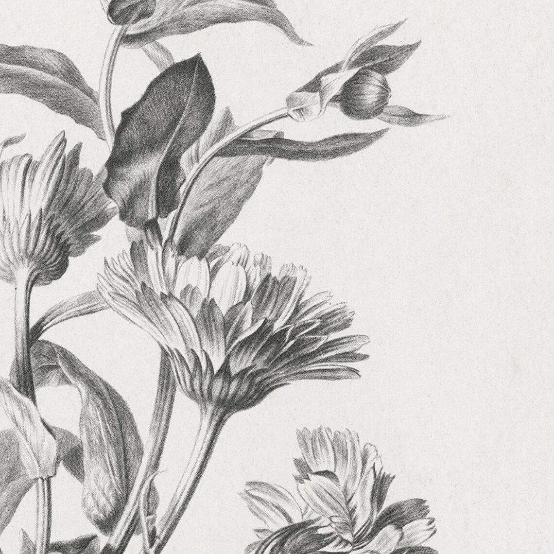 Vintage Grayscale Flower Sketch Antique Botanical Line Art Print - Image 3