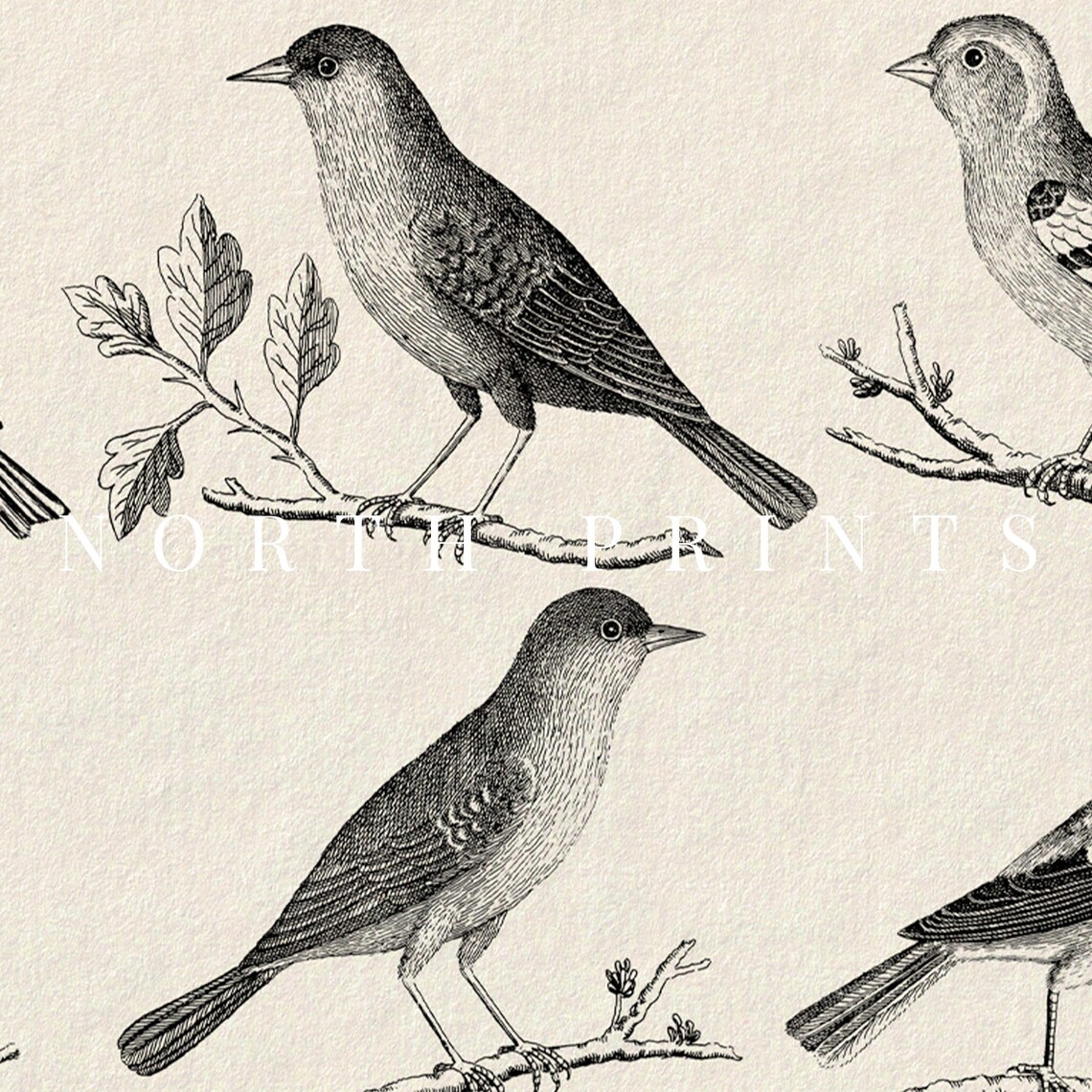 Antique Bird Sketch, Neutral Vintage Farmhouse Art Print - Image 3