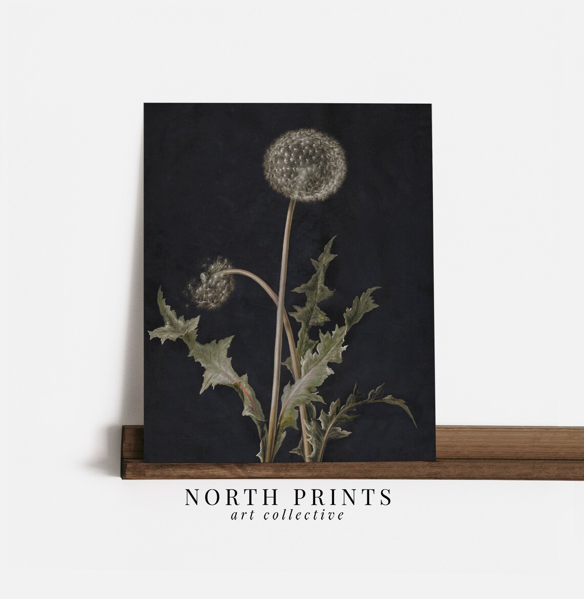 Navy Blue Dandelion Botanical Art Print, Vintage