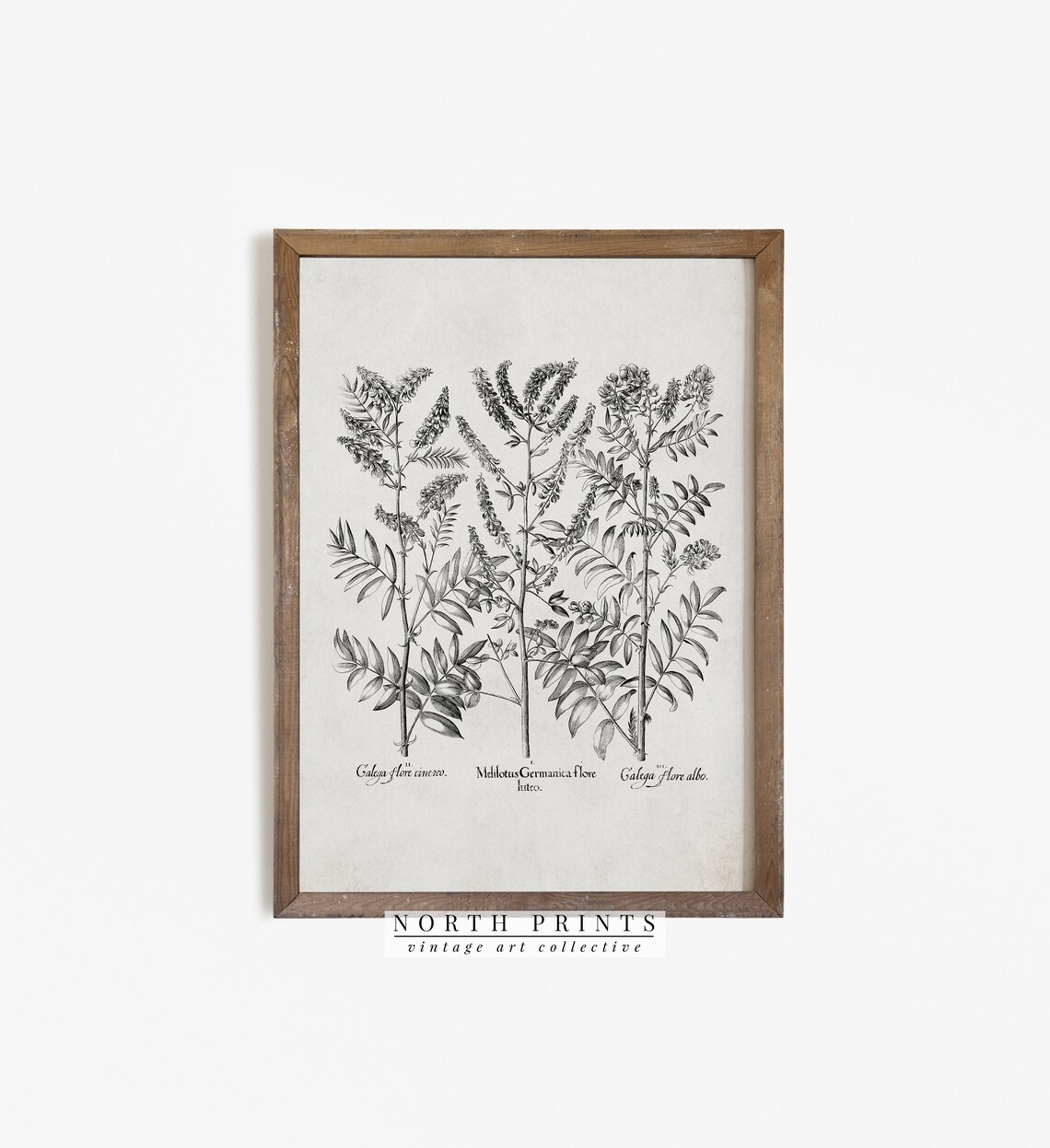 Neutral Botanical Drawing, Vintage Rustic Flower Study - Image 3