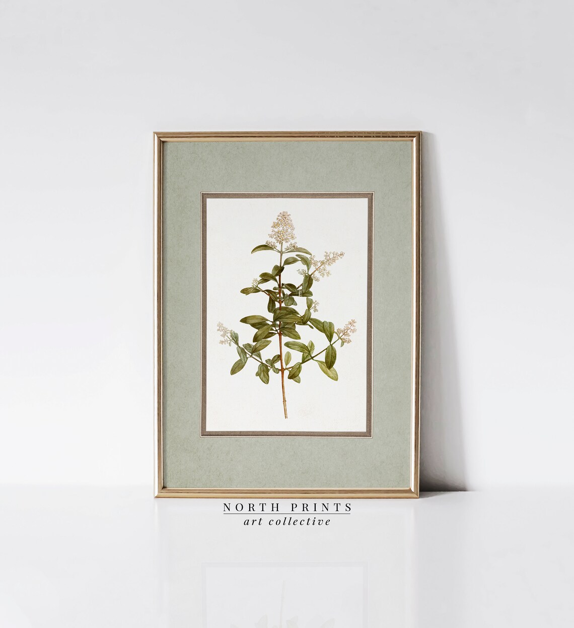 Vintage Botanical Plant Illustration Art Print - Image 4