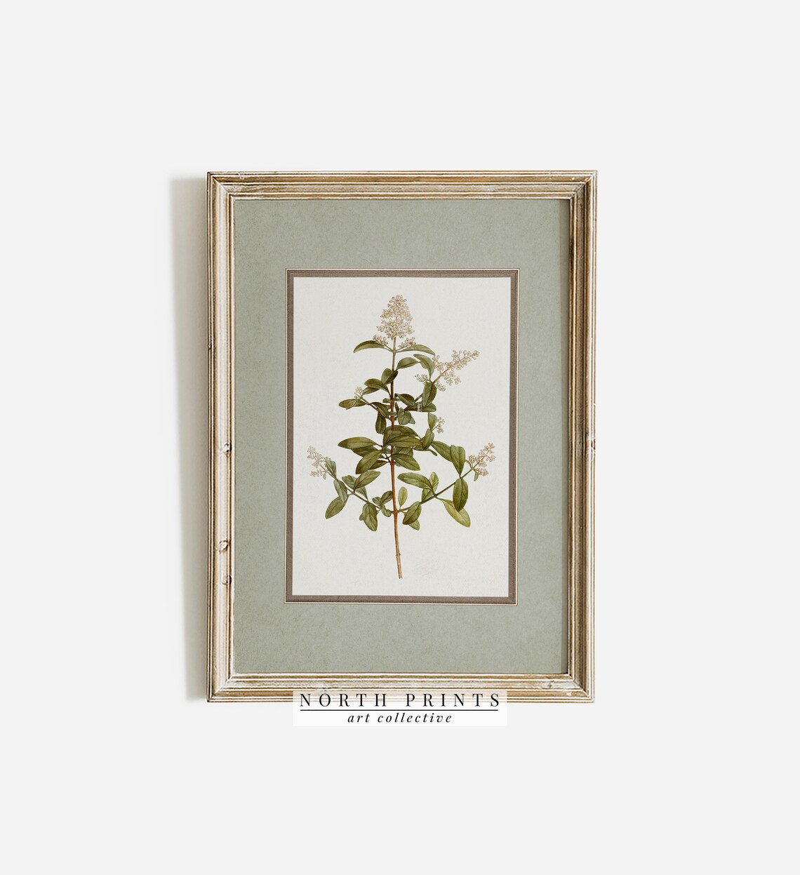 Vintage Botanical Plant Illustration Art Print - Image 3