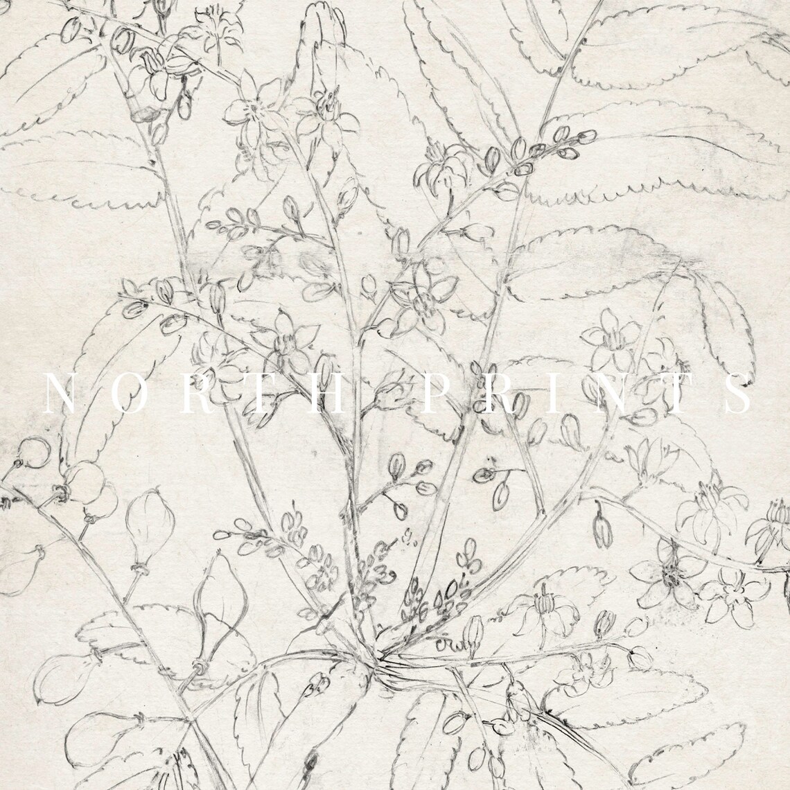 Neutral Vintage Botanical Sketch Leafy Stems Wildflowers Poster - Image 3