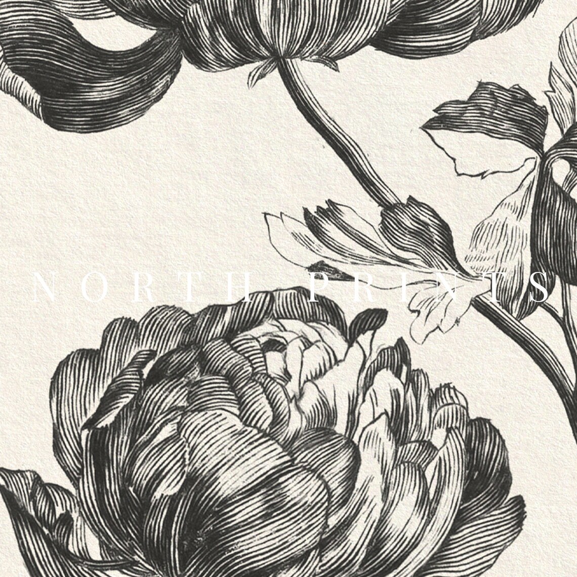 Antique Peony Sketch, Vintage Botanical Art Print - Image 2