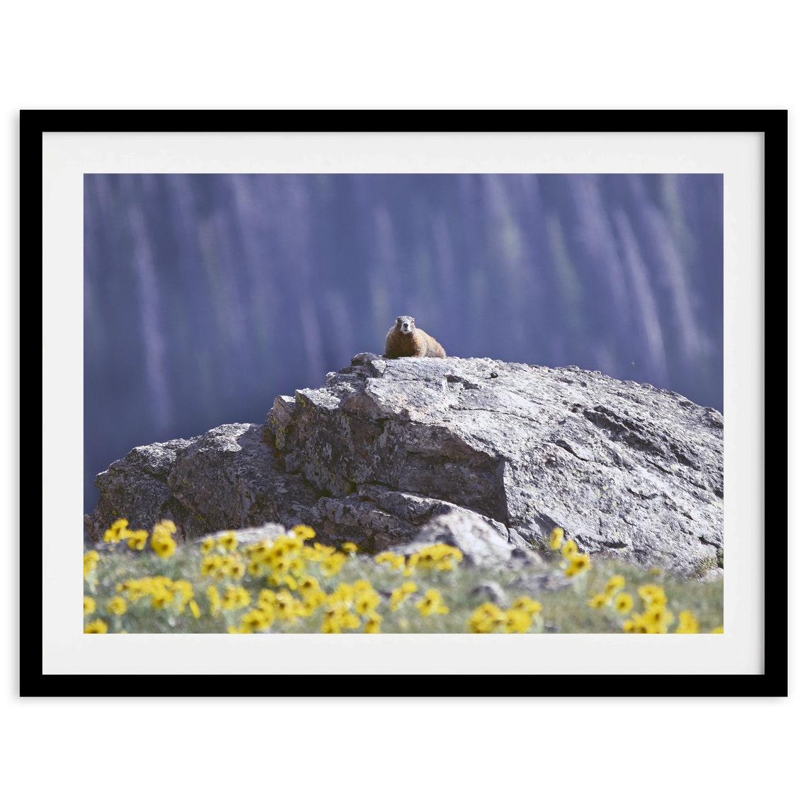 Marmot Sitting On Alpine Rock Among Yellow Wildflowers Mountain Print - Image 2