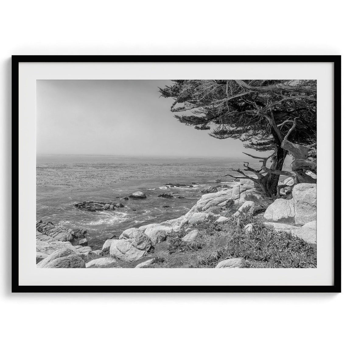 Monterey Cypress Tree Rocky Ocean Bluff Black White Coastal Poster - Image 5