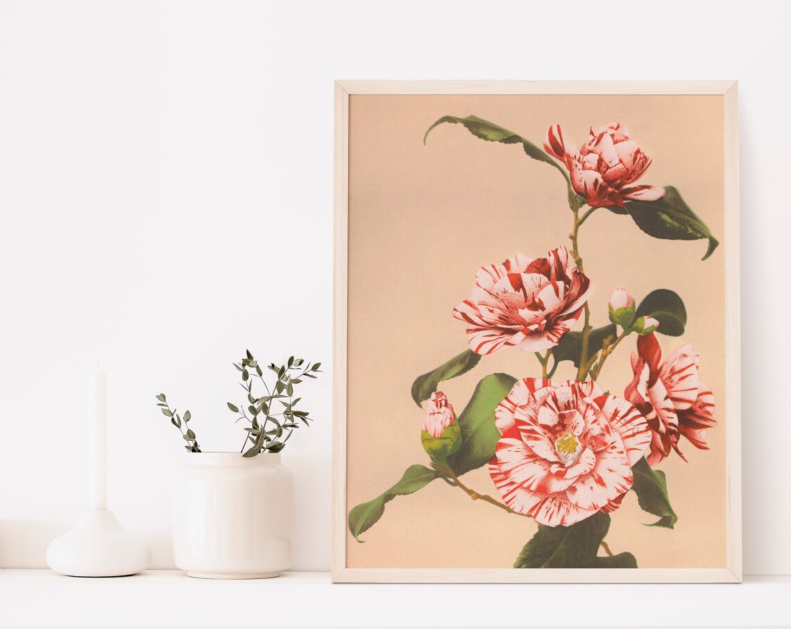 Kazumasa Striped Camellia Vintage Japanese Flower Photo Poster