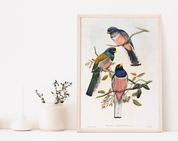 Bird Poster Print John Gould And William Matthew Hart Illustrations Botany Art Home Decor