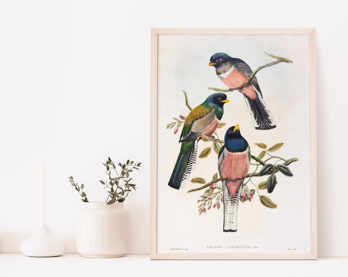 Bird Poster Print John Gould And William Matthew Hart Illustrations Botany Art Home Decor