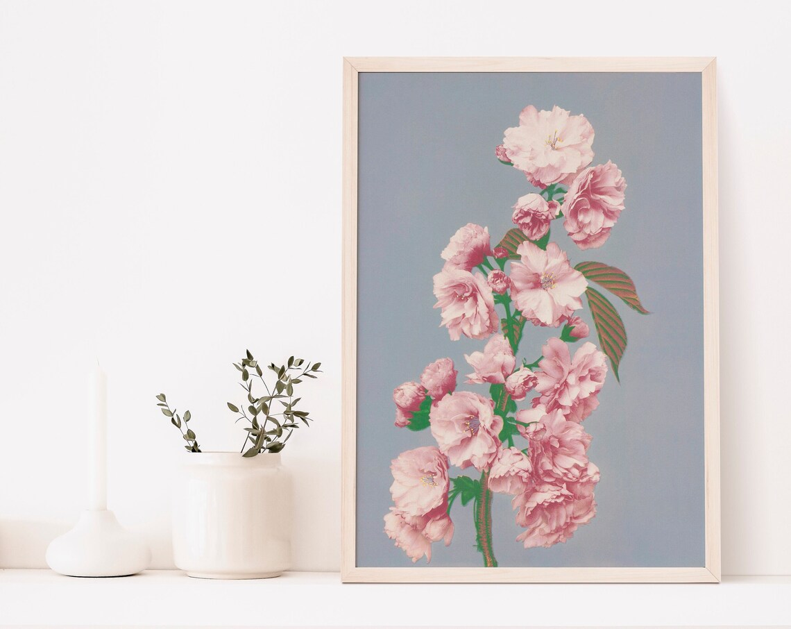 Kazumasa Cherry Blossom Pink Hand Colored Japanese Photo Poster