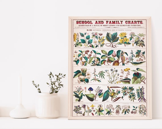 Vintage Botanical Prints Digestive Plants Print Illustration Wall Art Bedroom Decor