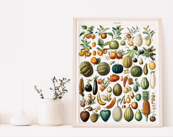 Vintage Fruits Prints Digestive Plants Print Botanical Illustration Wall Art Bedroom Decor