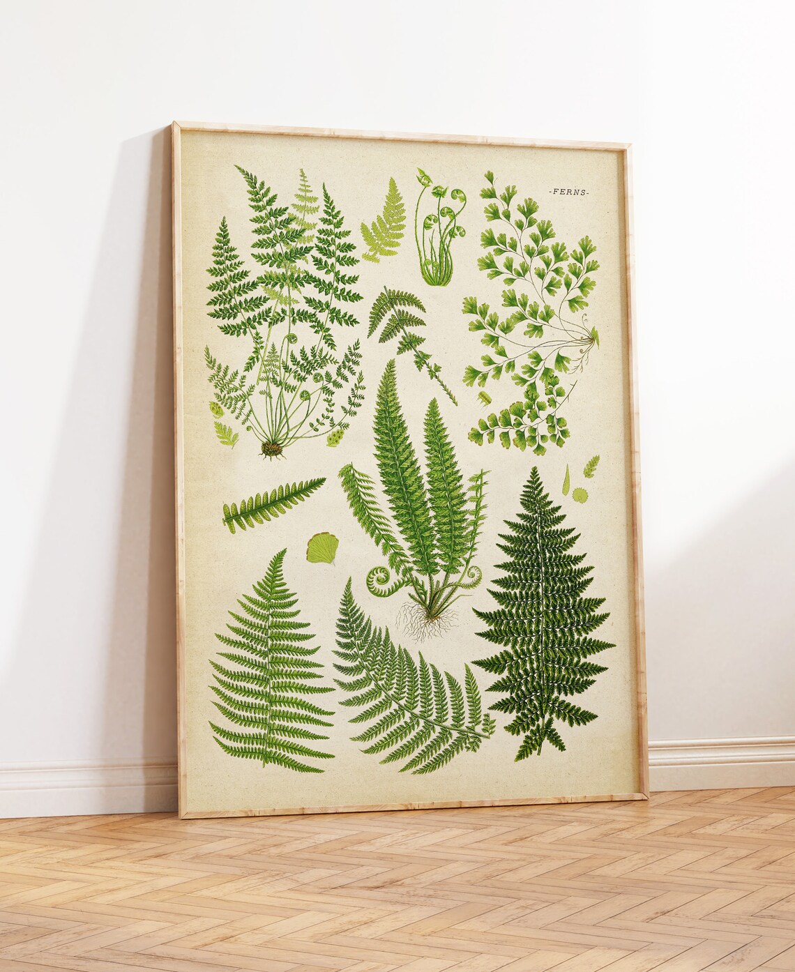 Fern Species Chart Study Poster, Vintage Botanical Art Print
