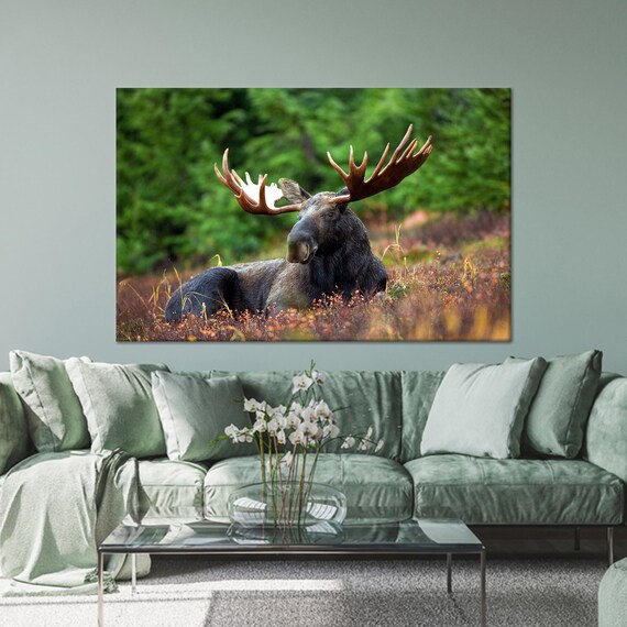 Bull Moose with Grand Antlers Resting in a Flower Meadow Poster