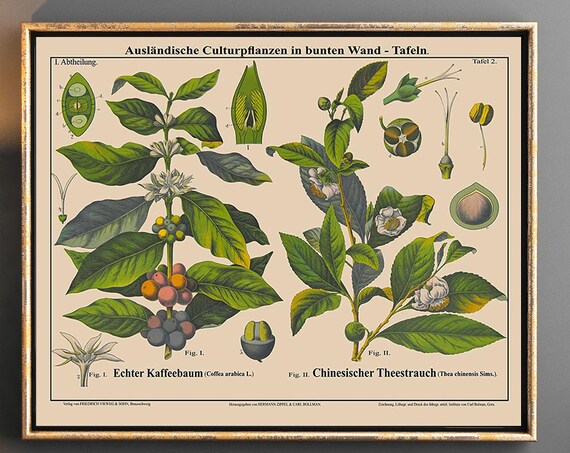 Tea and Coffee Plant Botanical Art Print, Cafe Decor