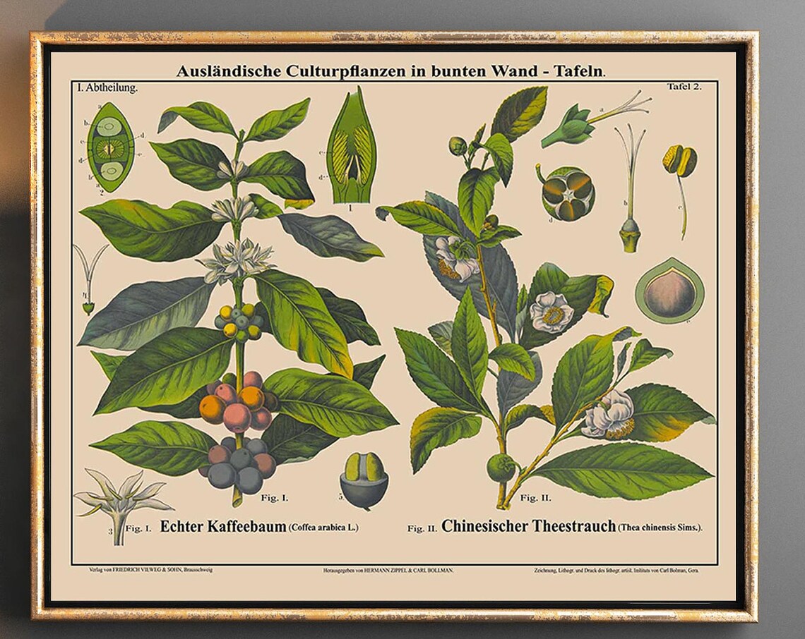 Tea and Coffee Plant Botanical Art Print, Cafe Decor