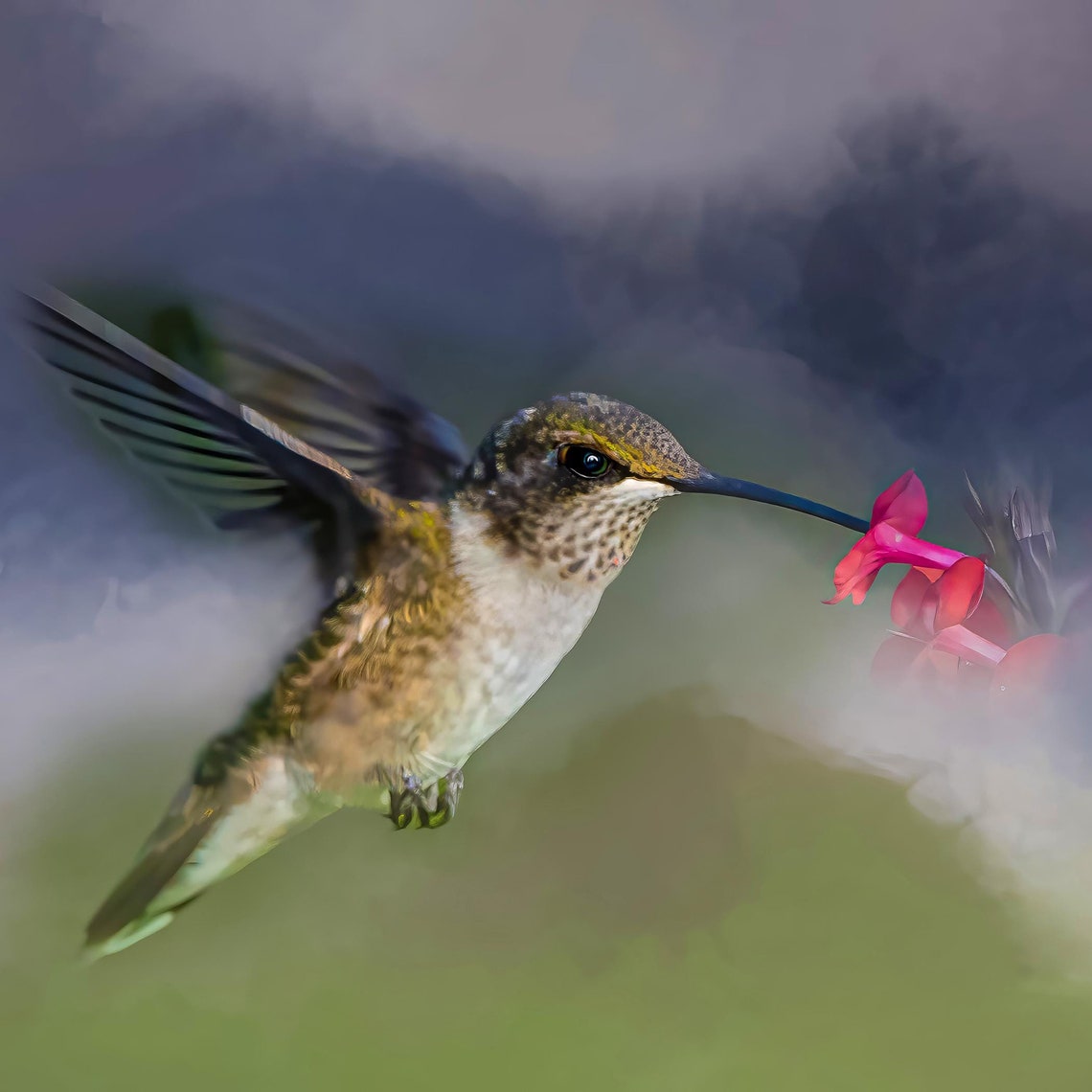 Hummingbird In Flight Sipping Red Flower Soft Nature Wall Art Poster