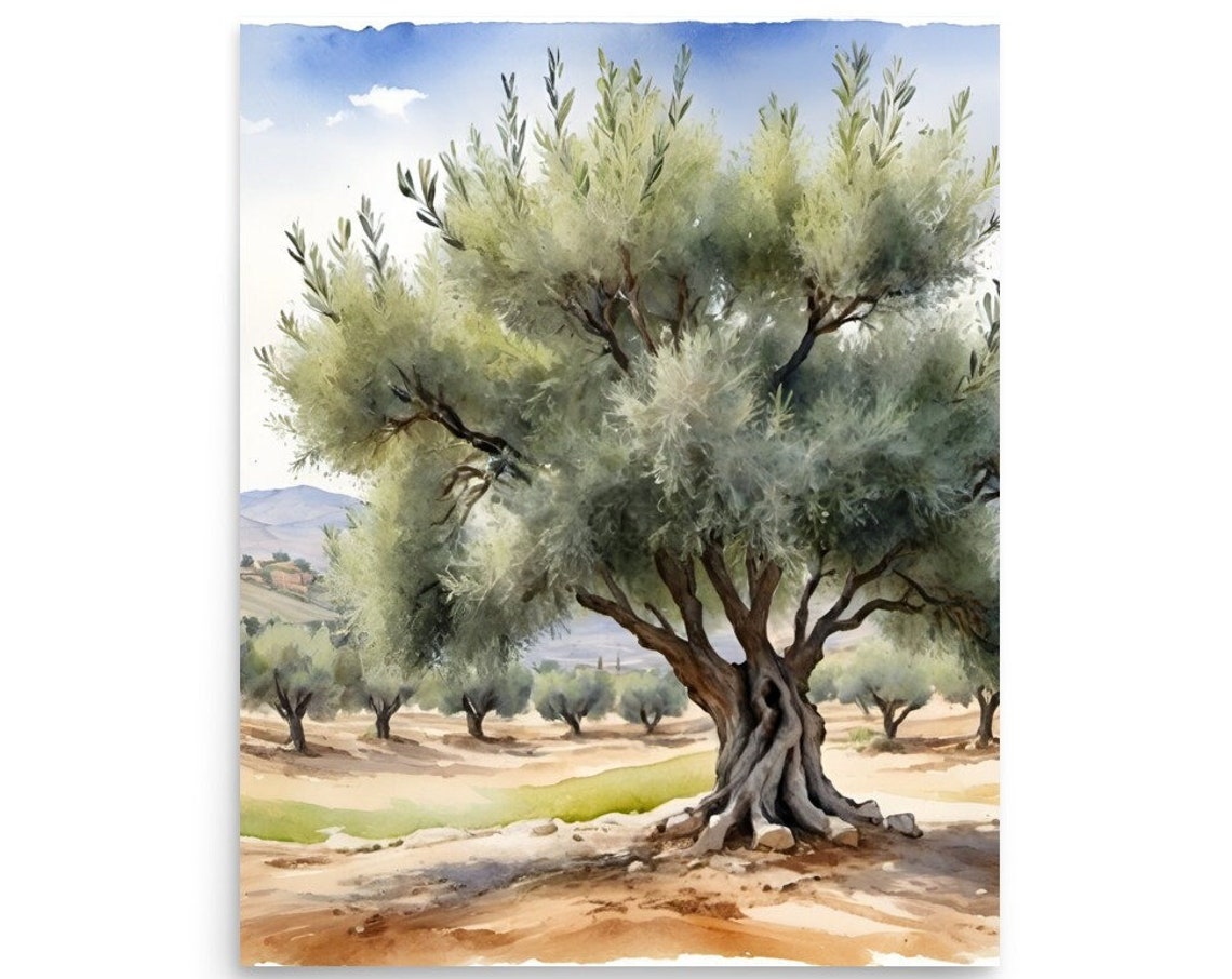Santa Ynez Painting Olive Tree Watercolor Art Print California Country Landscape Wall Art Olive Plant Art Farmland Art Farmhouse Wall Decor
