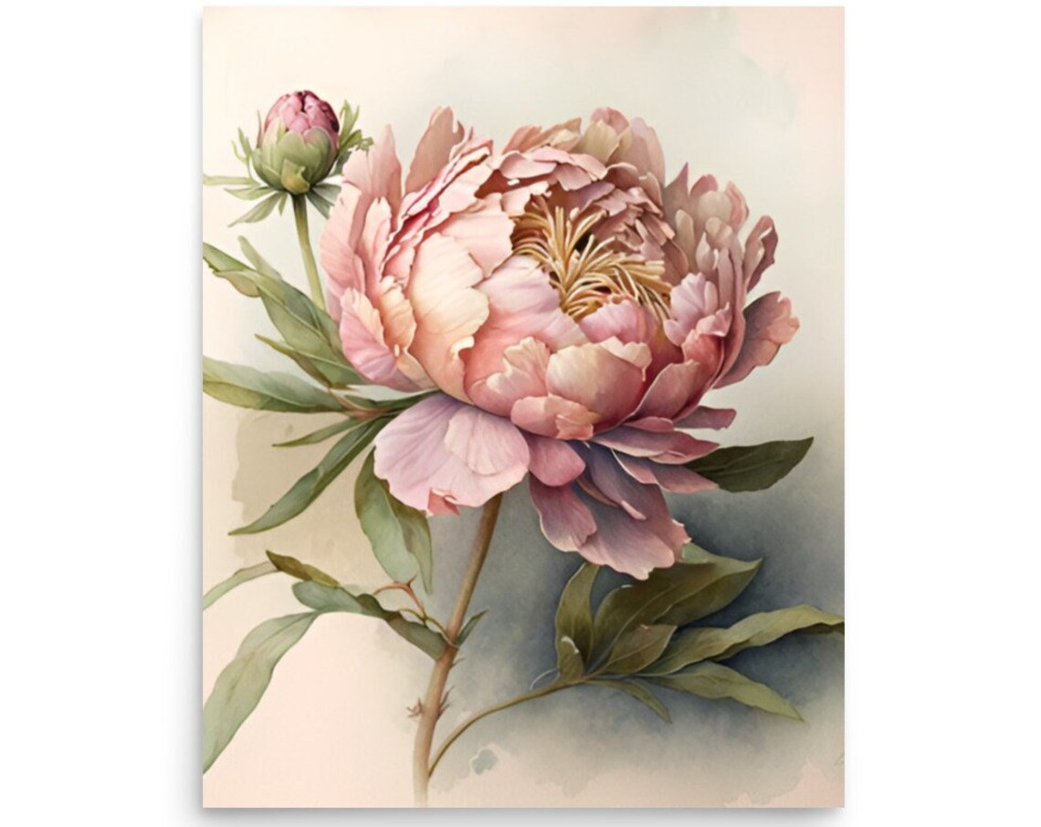 Blush Pink Peony Bloom Ruffled Petals Watercolor Botanical Poster