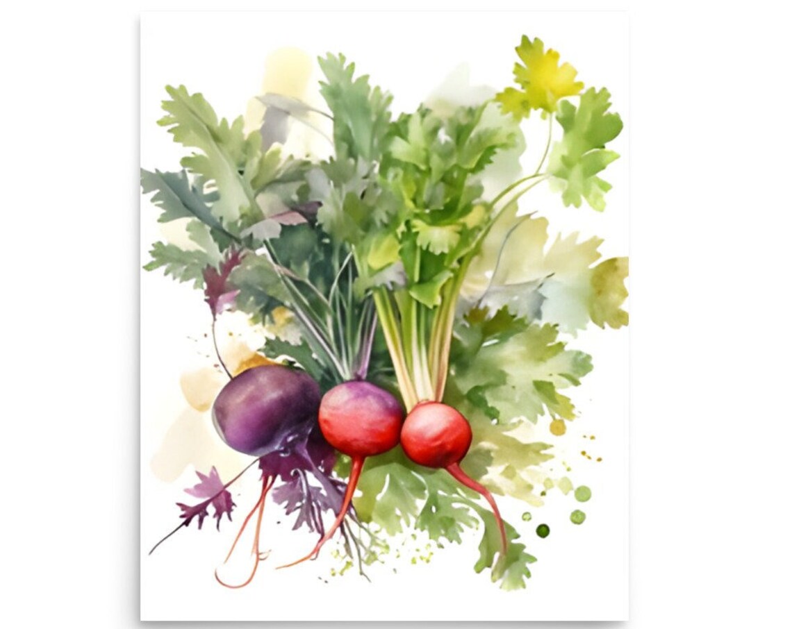 Red Radishes Watercolor Botanical Vegetable Kitchen Art Poster