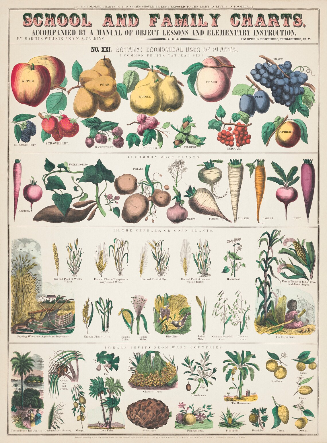 Economical Uses of Plants, C1890 Vintage Botanical Poster - Image 4